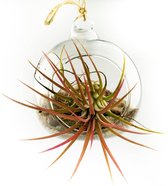 DIY luchtplant terrarium kit  Tillandsia ecosystem