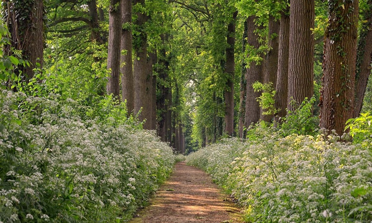 Fotobehang van romantisch bruidslaantje met Fluitekruid in Waardenburg 350 x 260 cm - € 235,-- op Prijzenvolger.com