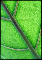 Poster close-up shot van een groen blad - 50x70 cm