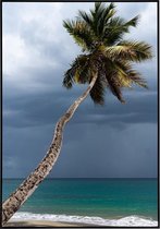 Poster van een mooie palmboom - 20x30 cm