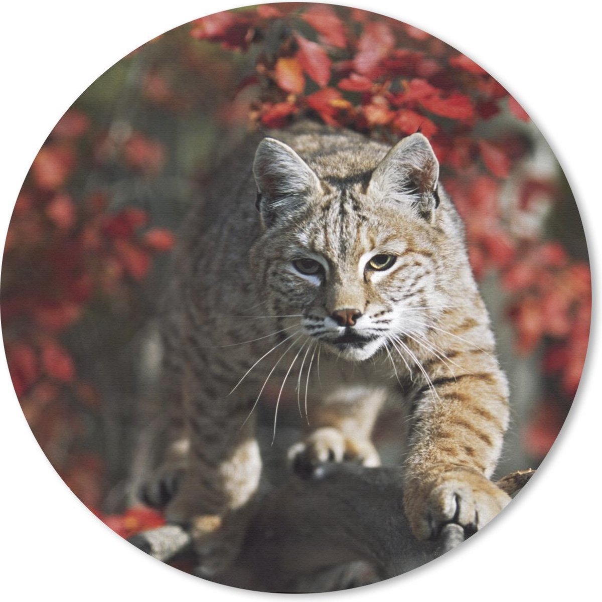 Muismat rond 40x40 cm - Mousepad Lynx - Boomstam - Herfst - Ronde muismatten