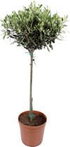 Olijf boom ↨ 90cm - hoge kwaliteit planten