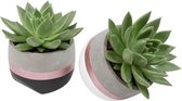 Duo Echevaria Miranda in hang-over pot ↨ 13cm - 2 stuks - hoge kwaliteit planten