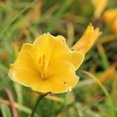 6x Hemerocallis ‘Stella de Oro’ - Daglelie - Pot 9x9 cm