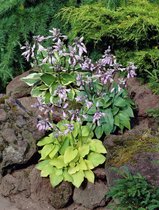 18x Hosta 'Hosta gemengd'  bloembollen met bloeigarantie