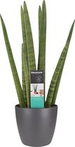 Hellogreen Kamerplant - Vrouwentong - Sanseveria Cylindrica - 70 cm - Elho brussels antracite