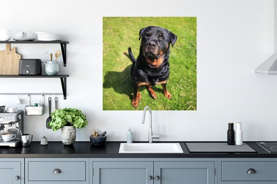 Stickers muraux - Film autocollant - Rottweiler regardant son propriétaire - 80x80 cm - Film adhésif - Stickers muraux Chambre d'enfant - Papier peint autocollant - Papier peint autocollant - Film autocollant