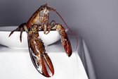 Lobster – 90cm x 60cm | Food Lobster Fotokunst op Plexiglas Schilderij - Acrylglas Wanddecoratie Eten Vis Kreeft