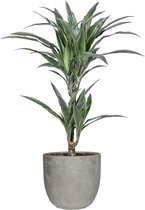 FloraExpert - Dracaena - 65 Cm - Ø 18