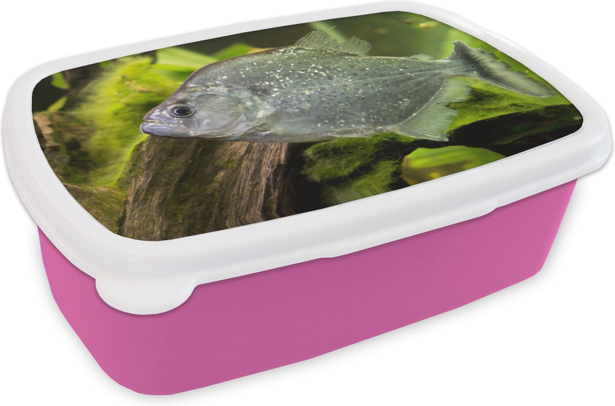 Broodtrommel Roze - Lunchbox - Brooddoos - Vis - Groen - Vis - 18x12x6 cm - Kinderen - Meisje
