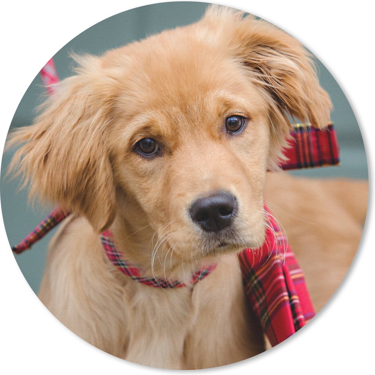 Muismat rond 40x40 cm - Mousepad Golden Retriever pup met strik - Ronde muismatten