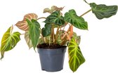 Philodendron 'Incensi' - Kamerplant  - Luchtzuiverend - ⌀15 cm - ↕15-25 cm