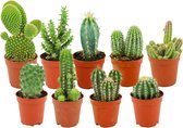ZynesFlora - Mini Cactussen Mix – 9 Stuks – Kamerplant