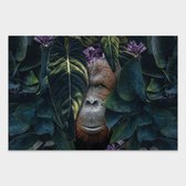 Jungle Orangutan behang