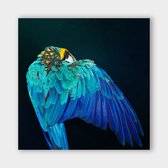 Artistic Lab Poster - Parrot Wings Dibond - 100 X 100 Cm - Multicolor