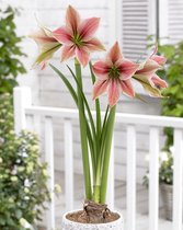 10x Hippeastrum 'Exotic star'  bloembollen met bloeigarantie