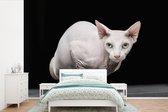 Behang - Fotobehang Witte Sphynx op een zwarte achtergrond - Breedte 600 cm x hoogte 400 cm