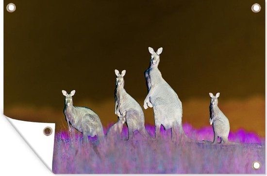 Kangoeroes - Dieren - Gras - Tuinposter