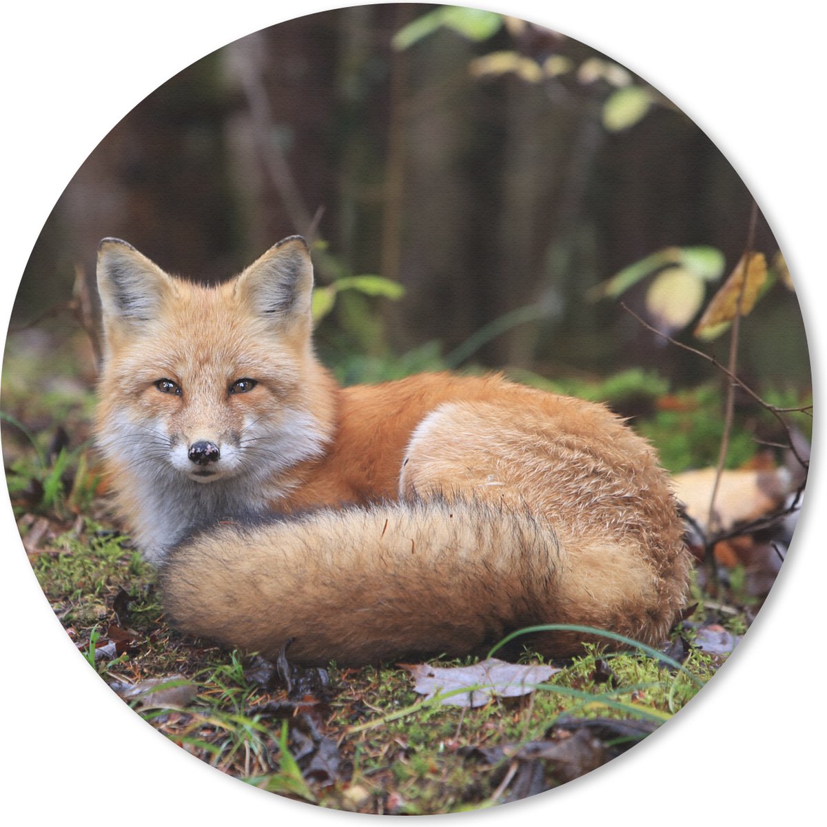 Muismat rond 30x30 cm - Mousepad Vos - Bos - Dier - Ronde muismatten