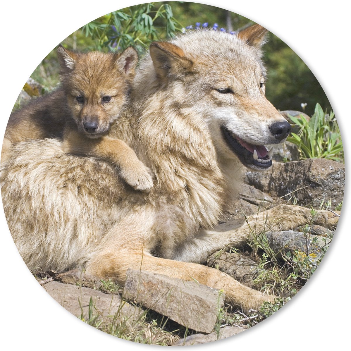 Muismat rond 30x30 cm - Mousepad Wolf - Welp - Dier - Ronde muismatten
