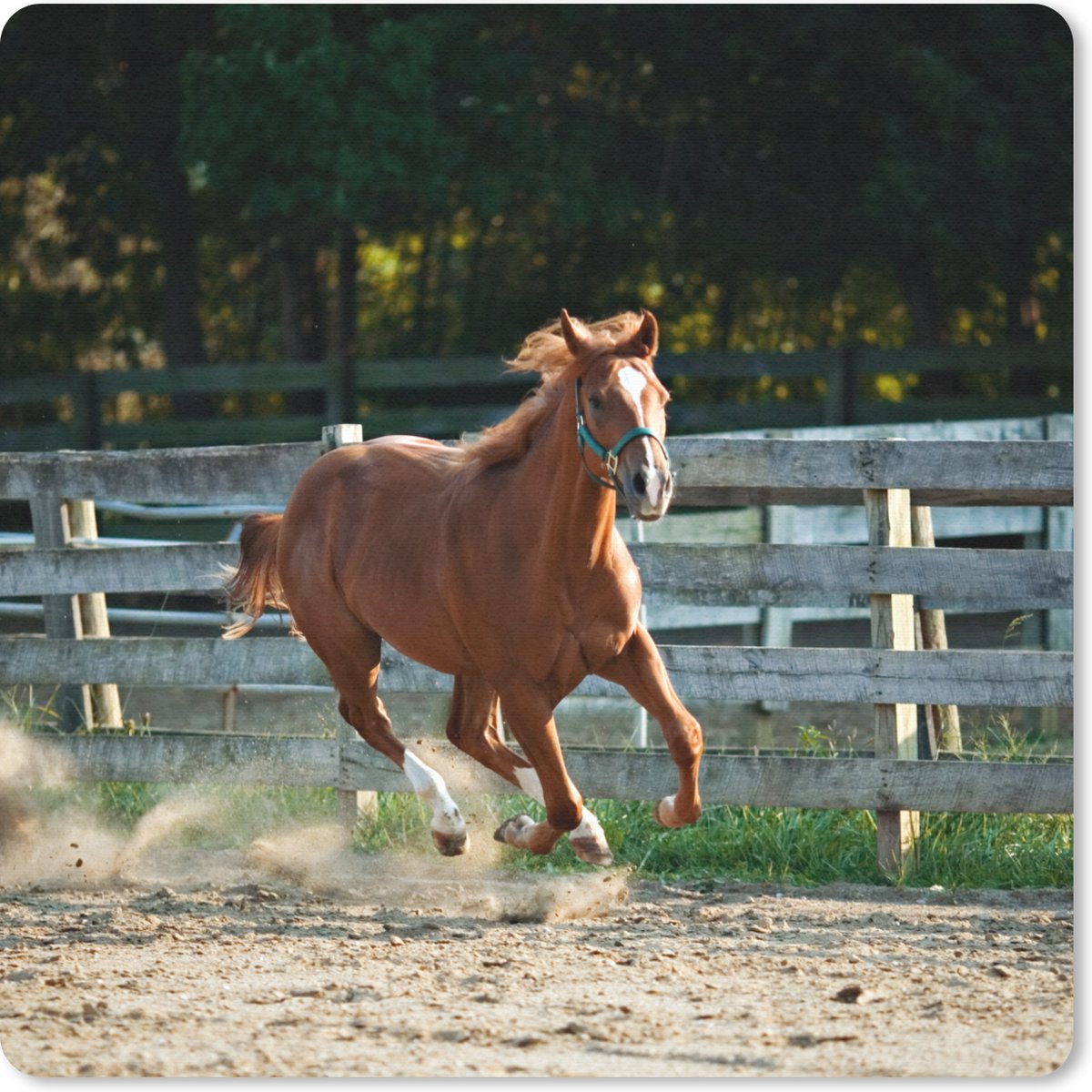Muismat 30x30 cm - Mousepad Paard - Licht - Zand - Muismatten