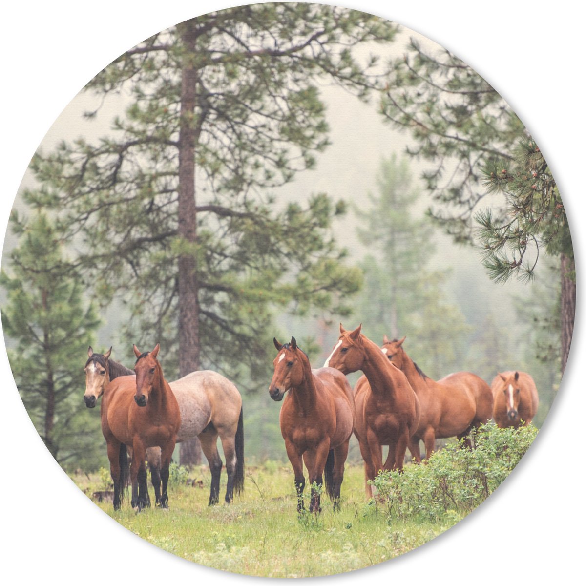 Muismat rond 50x50 cm - Mousepad Paarden - Bos - Mist - Ronde muismatten