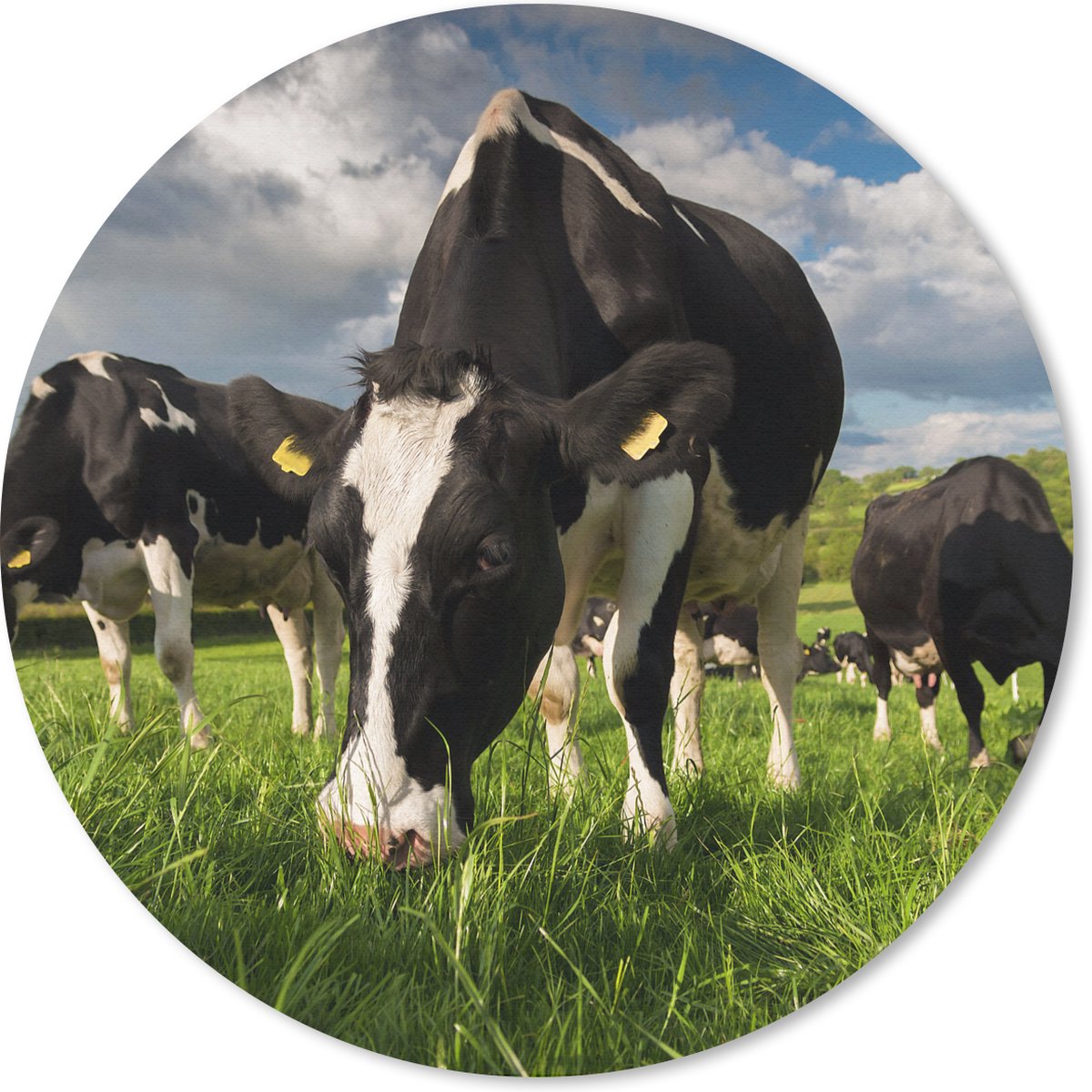 Muismat rond 50x50 cm - Mousepad Koe - Natuur - Gras - Dieren - Ronde muismatten