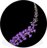 Lavande mauve unique sur fond noir Cercle mural aluminium ⌀ 30 cm - impression photo sur cercle mural / cercle vivant / cercle de jardin (décoration murale)