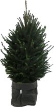 Picea glauca Super Green in Sizo bag (zwart) – ↨ 130cm – ⌀ 30cm