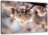 Trend24 - Canvas Schilderij - Cherry Blossom - Schilderijen - Bloemen - 60x40x2 cm - Roze