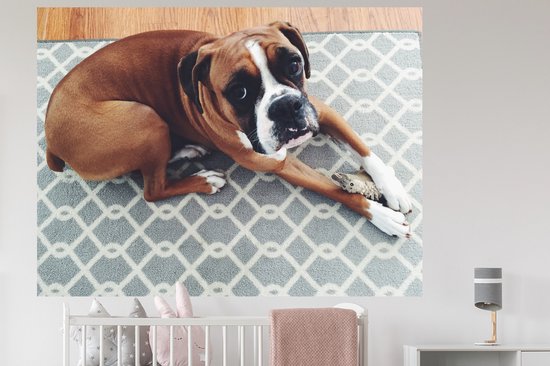 Sticker Muursticker Boxer - Boxer allongé sur le sol - 160x120 cm - film adhésif autocollant - sticker mural repositionnable XXL /