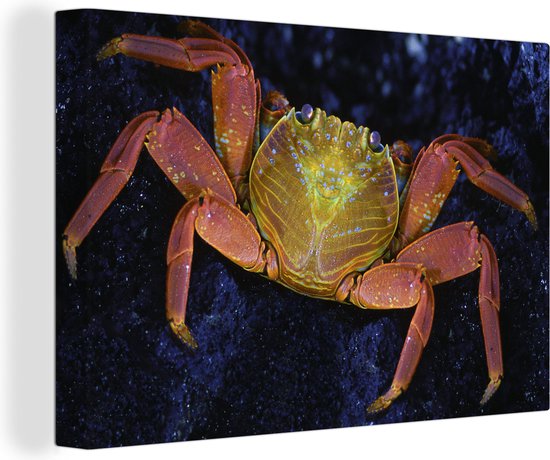 Canvas Schilderij Krab - Water - Dieren - 120x80 cm - Wanddecoratie