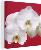 Canvas Schilderij Witte orchidee op rood - 90x90 cm - Wanddecoratie
