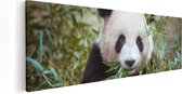 Artaza Canvas Schilderij Panda Eet Planten - 120x40 - Groot - Foto Op Canvas - Canvas Print