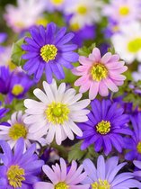 200x Anemone 'Blanda gemengd'  bloembollen met bloeigarantie