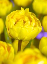 80x Tulpen 'Yellow pomponette'  bloembollen met bloeigarantie