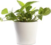 Plant in hydrocultuur systeem van Botanicly: Epipremnum Aureum met weinig onderhoud – in wit kleurig hydrocultuur sierpot – Hoogte: 5 cm