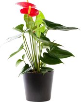 Plant in hydrocultuur systeem van Botanicly: Flamingoplant met weinig onderhoud – in antraciet kleurig hydrocultuur sierpot – Hoogte: 55 cm – Anthurium andr. Turenza