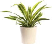 Plant in hydrocultuur systeem van Botanicly: Drakenboom met weinig onderhoud – in crème kleurig hydrocultuur sierpot – Hoogte: 30 cm – Dracaena derem. Lemon Lime