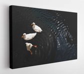 Canvas schilderij - Three cute white duck swimming in a pond  -     1239543769 - 80*60 Horizontal