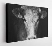 Canvas schilderij - Sad farm cow close up portrait over black background  -     569546296 - 115*75 Horizontal