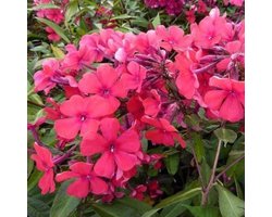 6x Phlox (P) ‘Starfire’ - Vlambloem - Pot 9x9 cm