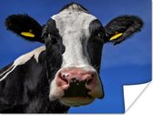 Friese koe kijkt recht in de camera Poster 40x30 cm - klein - Foto print op Poster (wanddecoratie woonkamer / slaapkamer) / Boerderijdieren Poster