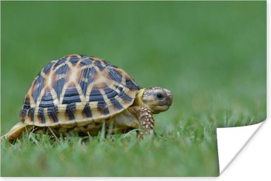 Poster Schildpad op gras - 180x120 cm XXL