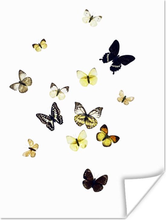 Poster Vlinders op witte achtergrond - 60x80 cm
