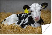 Schattig kalfje van een Friese koe ligt in het stro Poster 30x20 cm - klein - Foto print op Poster (wanddecoratie woonkamer / slaapkamer) / Boerderijdieren Poster