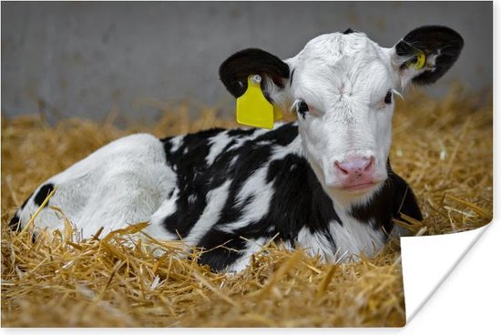 Achtervolging Monet september Schattig kalfje van een Friese koe ligt in het stro Poster 30x20 cm - klein  - Foto... | bol.com