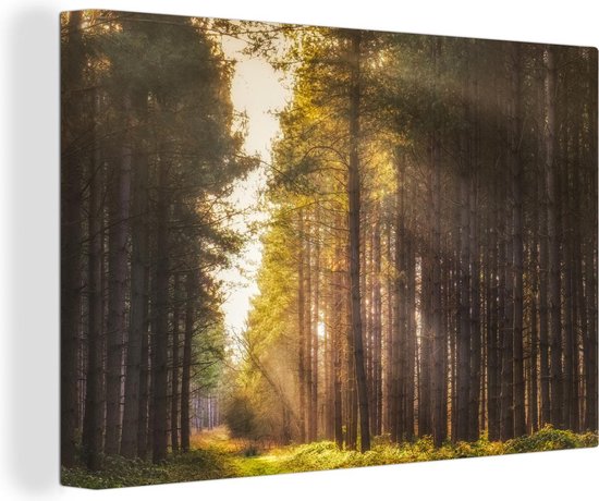 Canvas Schilderij Boom - Gras - Zon - Wanddecoratie