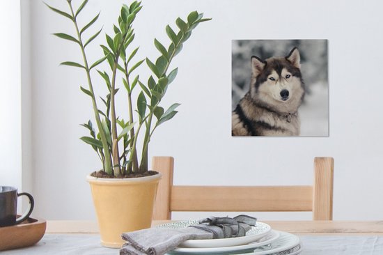 Toile Peinture Husky - 20x20 cm - Décoration murale