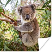 Poster Koala - Bladeren - Takken - Kinderen - Jongens - Meiden - 75x75 cm